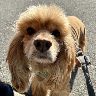 とっても甘えん坊でマイペースなアメコカの男の子