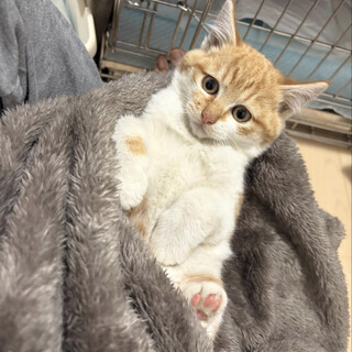 甘えん坊ボーイかずのこくん（2/14譲渡会）