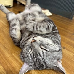 【譲渡会】宇都宮大学の学生が参加する保護猫団体 サムネイル2