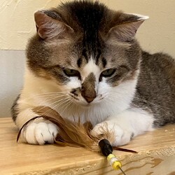 【譲渡会】宇都宮大学の学生が参加する保護猫団体