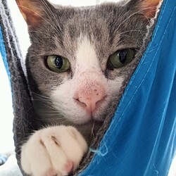 【譲渡会】宇都宮大学の学生が参加する保護猫団体 サムネイル3