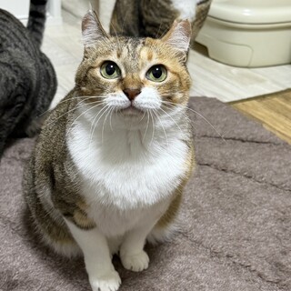 くるりんお耳が可愛い♡れみちゃん