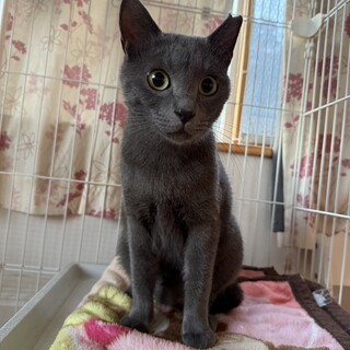 ロシアンブルーっぽい可愛いマグくん❤️