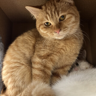 ゴロゴロに変身カボスちゃん！