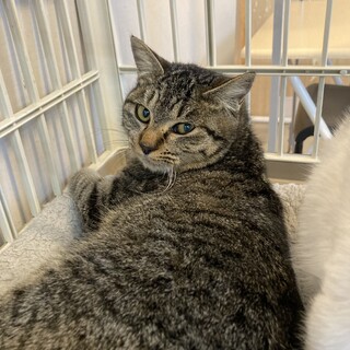 キジ猫の奈々子(ななこ)ちゃん