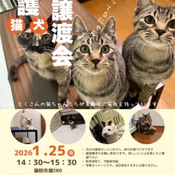 保護猫＆保護犬の譲渡会