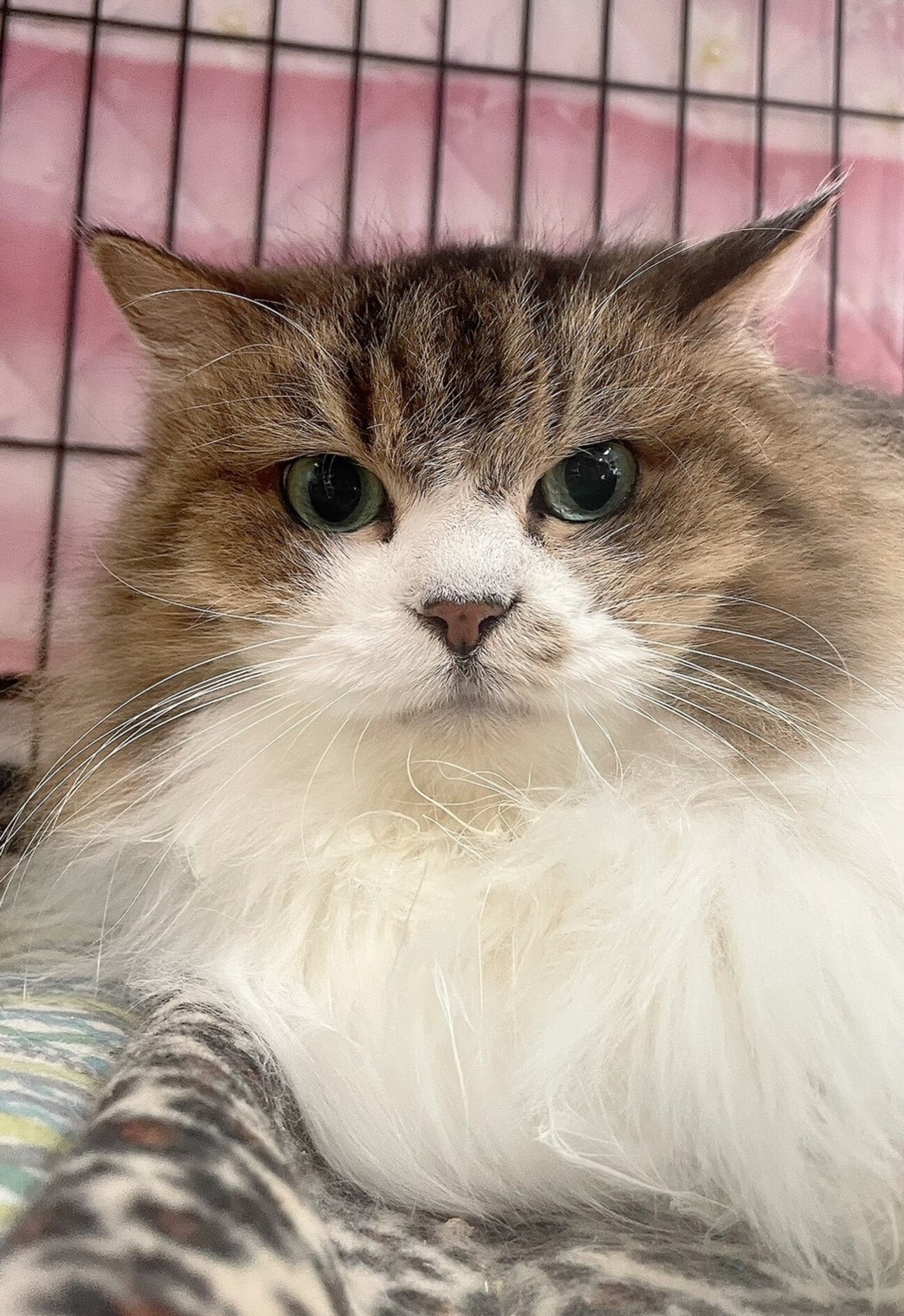 モッフモフのシニアガール」千葉県 - 猫の里親募集(534652