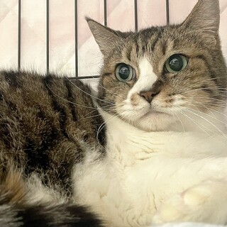 もっちりボディが魅力のシニアガール　キンチョ♀