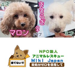 保護犬の譲渡会開催します