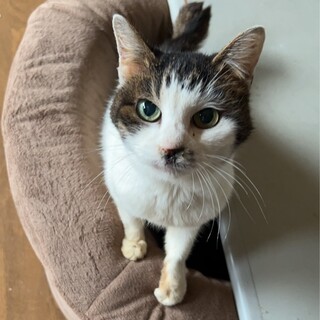 甘えん坊のシニアガール　フマキュラ♀