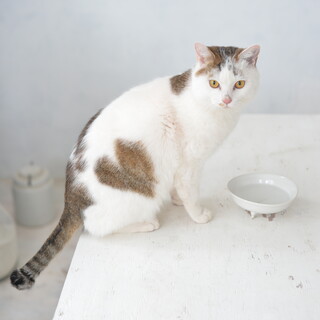 ハート模様♡甘えん坊こころくん♡推定1歳