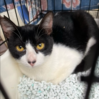 ハチワレのキタカ君♂