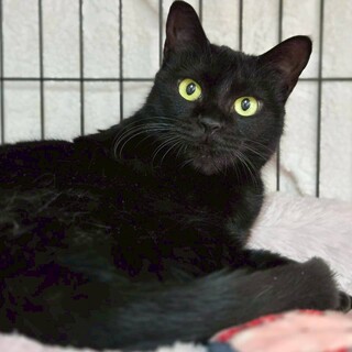 伸びしろいっぱい！丸顔の黒猫女子　ラダー♀