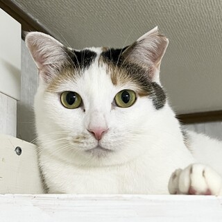 京女♡べっぴんさんのことちゃん