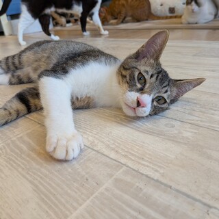 ピンクのお鼻のはまじ君♂