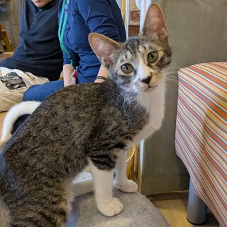 ちょっぴり困り顔なたまちゃん♀