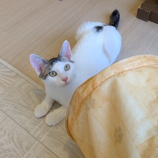 前髪がキュートなまるちゃん♀