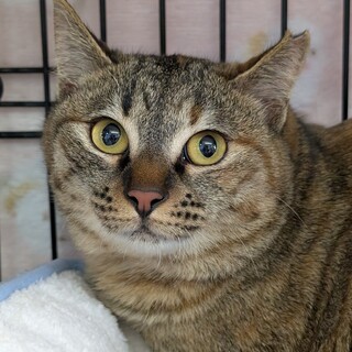 ★家族決定★【ひびき】