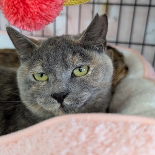 おっとり穏やかでおとなしい【あこ】