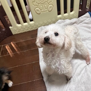 『ドル』運動神経抜群なヤンチャっ子