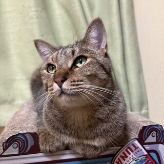 『バロン』大きな身体で小心者な子