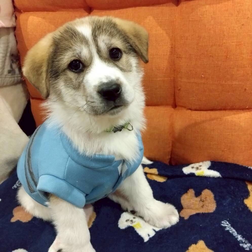 「しろくま」みたいなフワモコ子犬くん サムネイル2