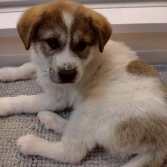 「しろくま」みたいなフワモコ子犬くん サムネイル3