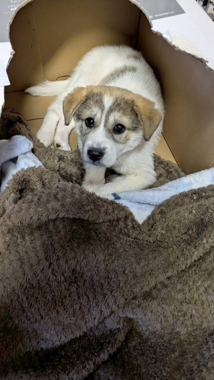 「しろくま」みたいなフワモコ子犬くん サムネイル4