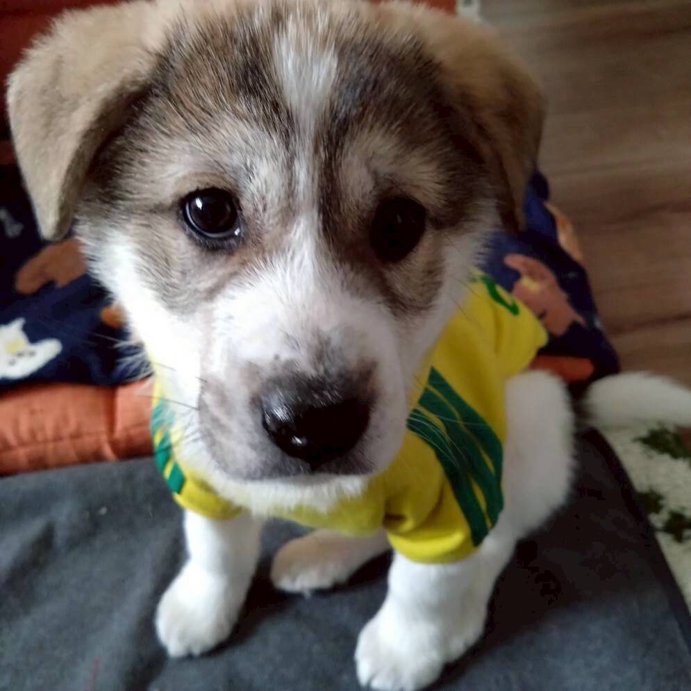 「しろくま」みたいなフワモコ子犬くん サムネイル6