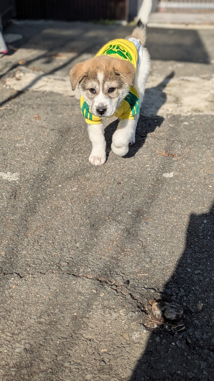 「しろくま」みたいなフワモコ子犬くん サムネイル7