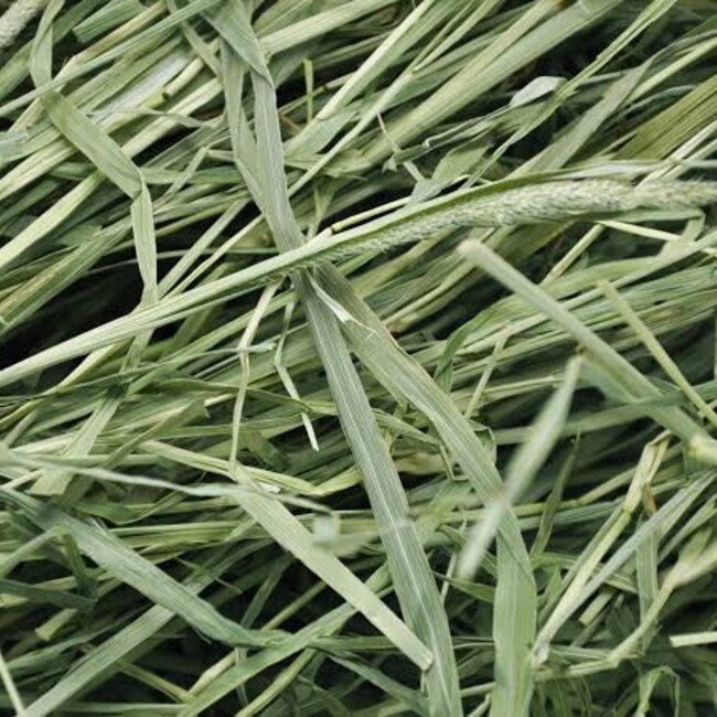 JJshizukaのカバー写真