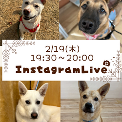 インスタライブ from 生駒譲渡センター サムネイル1