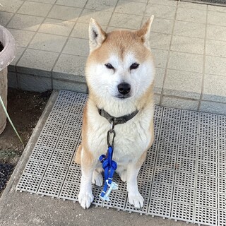【急募】飼い主を亡くした柴犬（雄）です