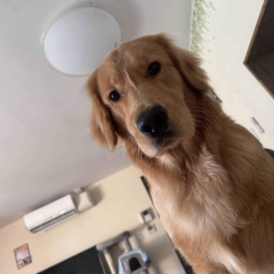 Gokuのカバー写真