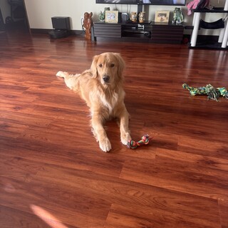Goofy Golden