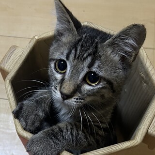 可愛いキジトラ