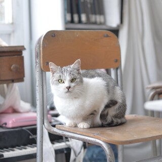 綺麗なサバ白⭐︎リボンちゃん⭐︎推定2〜3歳