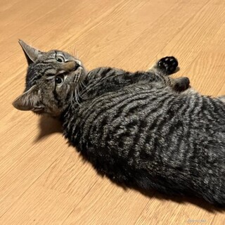 なのとペアで　　ぴのちゃん