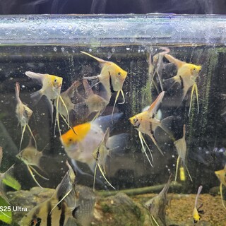 エンジェルフィシュMIX沢山子供生まれました