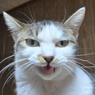 遊ぶの大好き！甘えんぼうな女の子、うずら