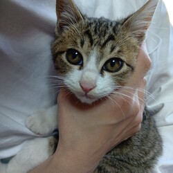 オープンシエルター譲渡会 サムネイル2