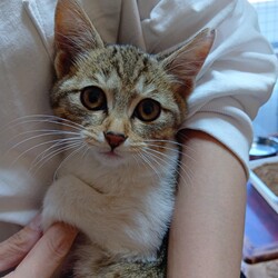 オープンシエルター譲渡会 サムネイル3