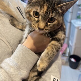 生後4カ月のキジトラの女の子です