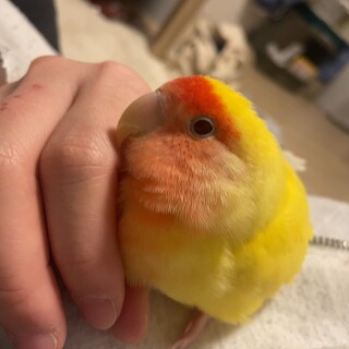 コザクラインコ 女の子