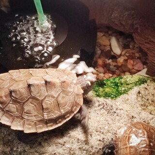 ハイイロチズガメ、クサガメの幼体