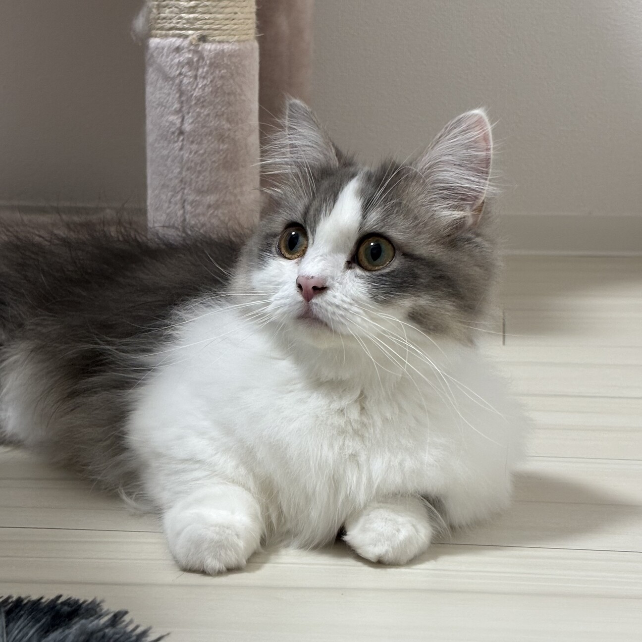 ミヌエット(メス) 1歳」大阪府 - 猫の里親募集(534677) 1枚目の画像