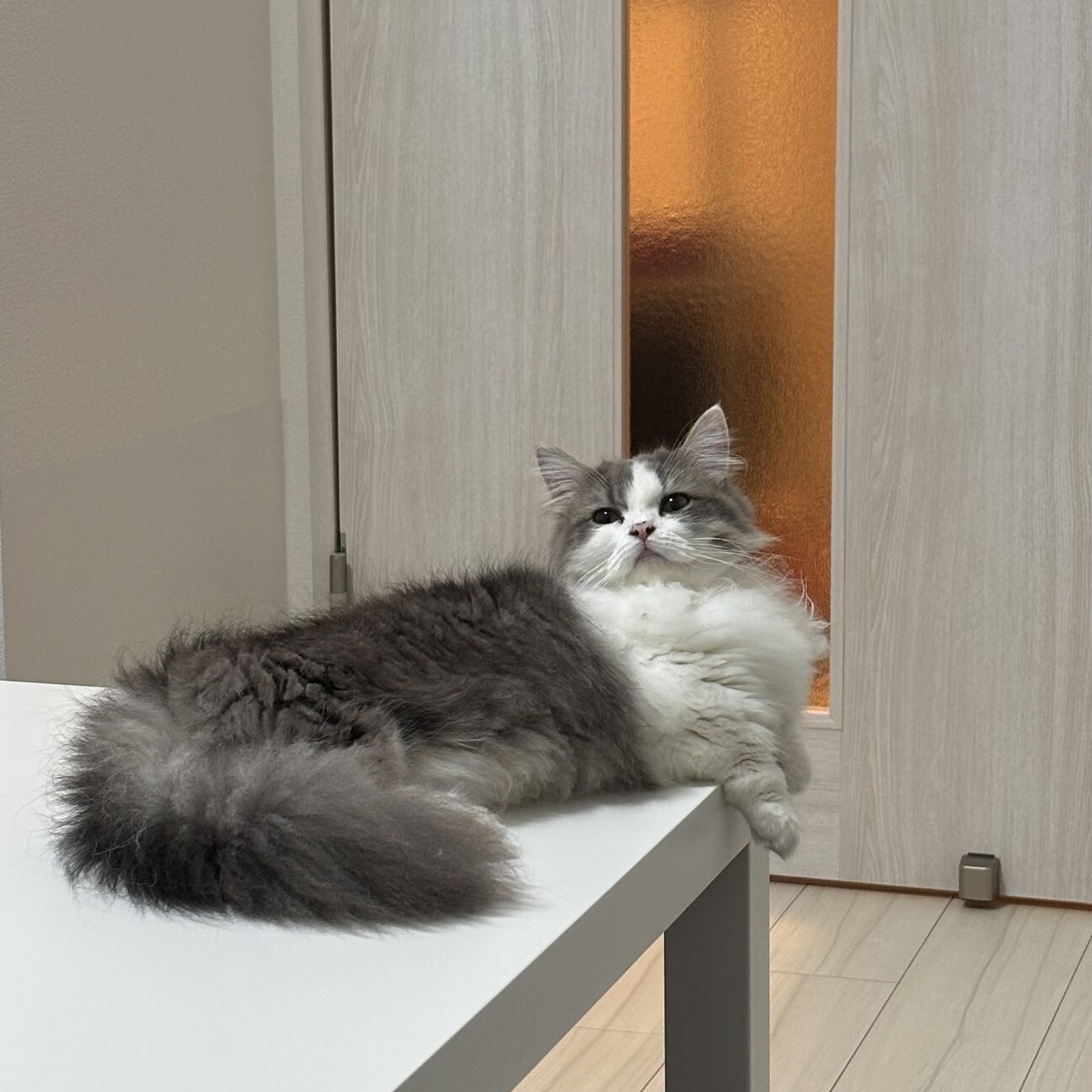 ミヌエット(メス) 1歳」大阪府 - 猫の里親募集(534677) 5枚目の画像