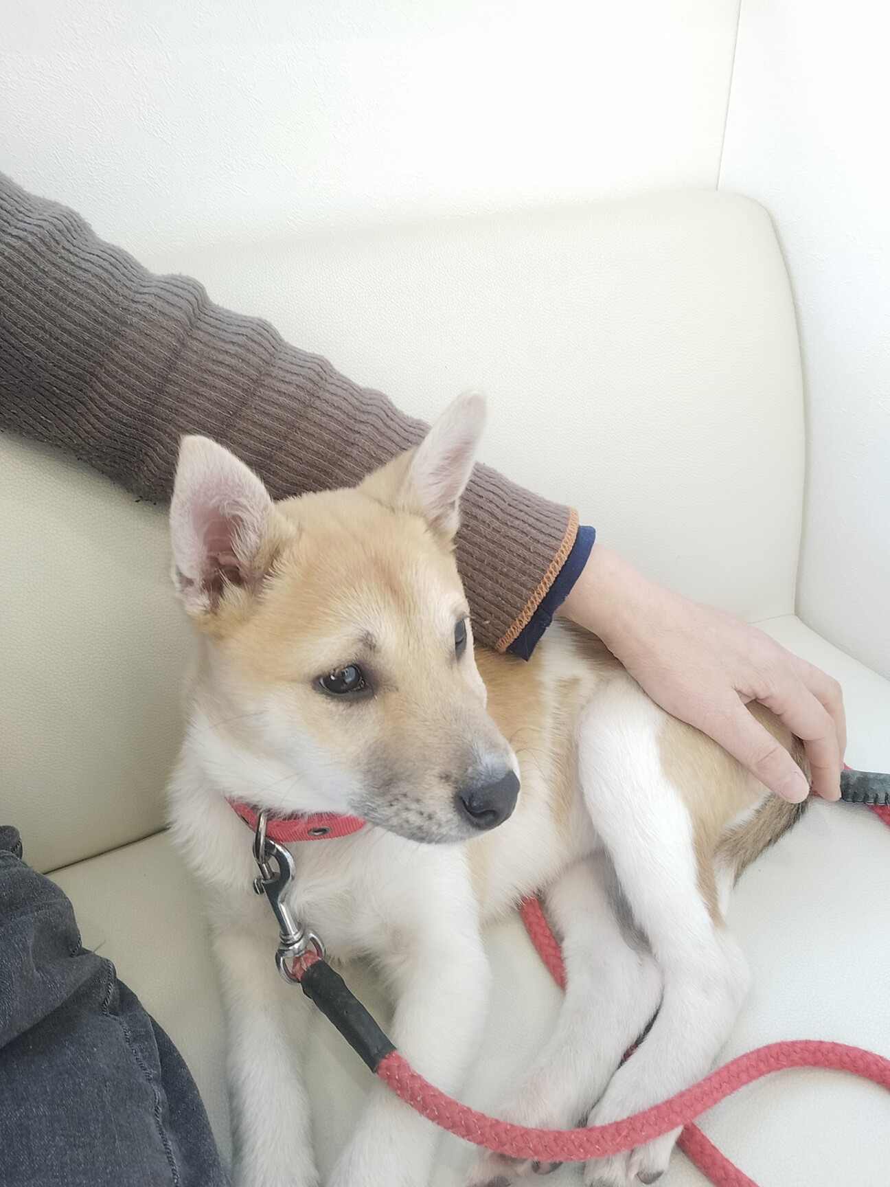 みぃちゃんページ 他の方のご購入はご遠慮ください 賢く明るいミミーちゃん3ヶ月」愛知県 - 犬の里親募集(534428