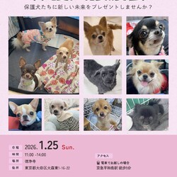 forわんDog譲渡会at徳浄寺