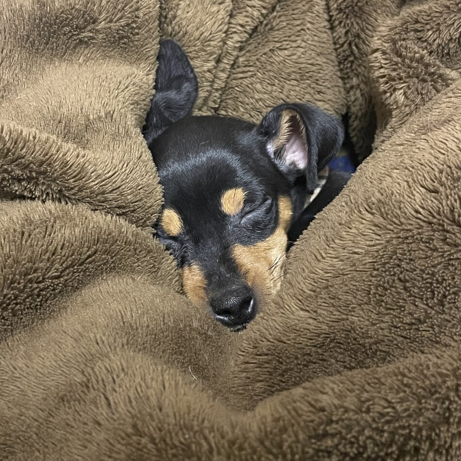 ルナのカバー写真